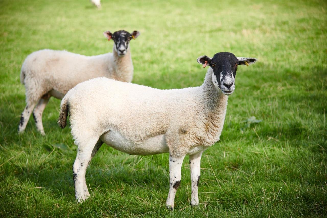 ケンダル Newlands Farm Stablesヴィラ エクステリア 写真